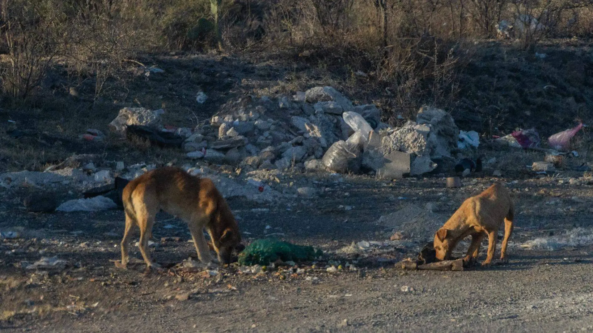 Perros callejeros